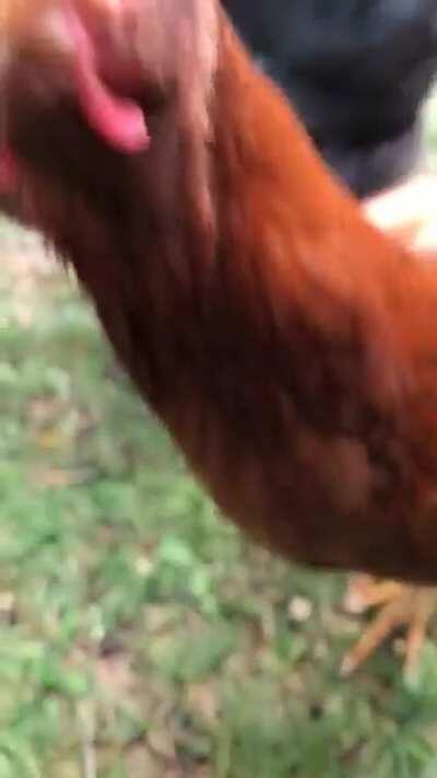 My hen said “Hi everyone out there on Backyardchickens” 🙋🏽‍♀️