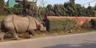 Doggie'll have PTSD after that