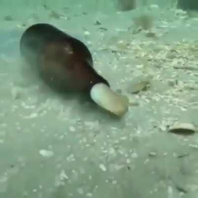 Octopuses are among the most flexible creatures on earth