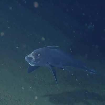 A wonderous encounter with a Ghost Shark!