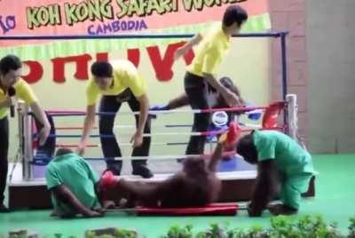 🚨paraMonke to the rescue 🦧🚨