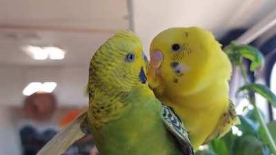 I didn't realize budgies go at it so hard!!!