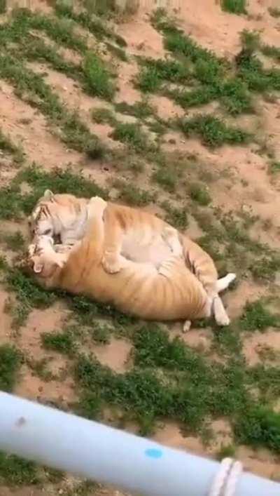 Just two cats cuddling...