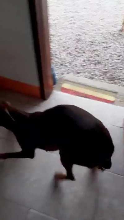 You want to see my dancy dance