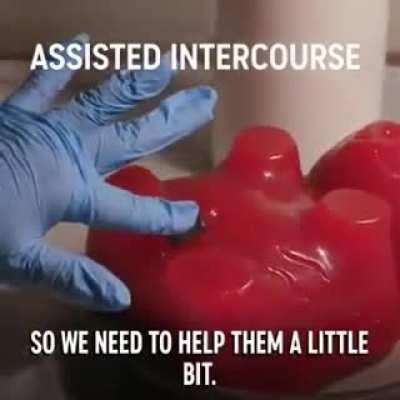 I only buy free range