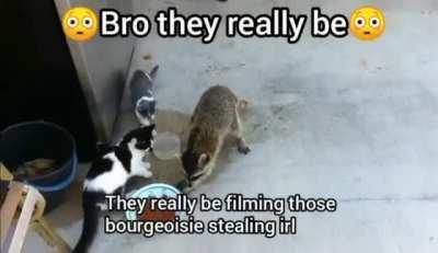 Ngl those cats are kinda based 😳