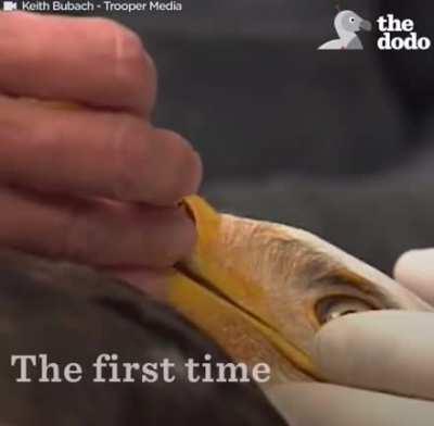 Bald Eagle gets a 3D-Printed Beak
