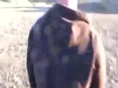 WCGW using a potato as a suppressor