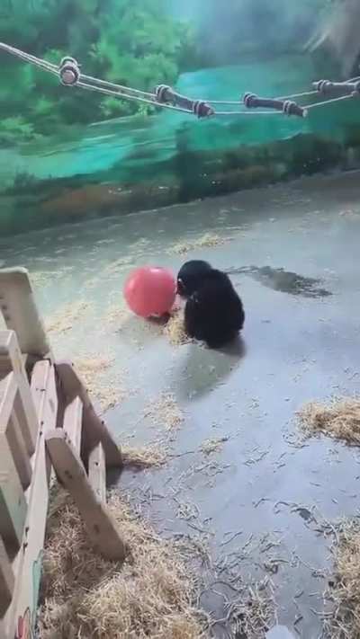 Yullalol - Video #0501