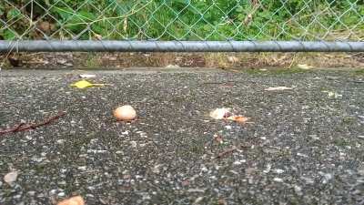 Favorite 'crush two snails' of 2021