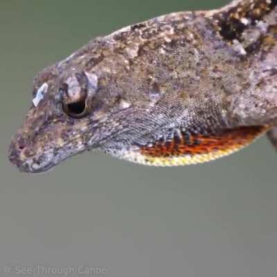 🔥 The Cuban Anole 🔥
