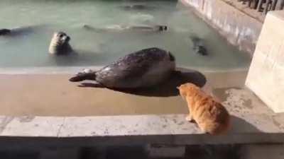 HoSTilE fEliNe SlAsHeS sEAl'S tHrOat aND iT dRoWns