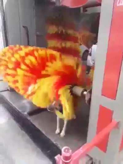 Doge is preparing to go to the moon