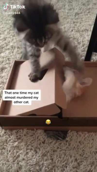 It's all fun and games until kitty heads begin to roll