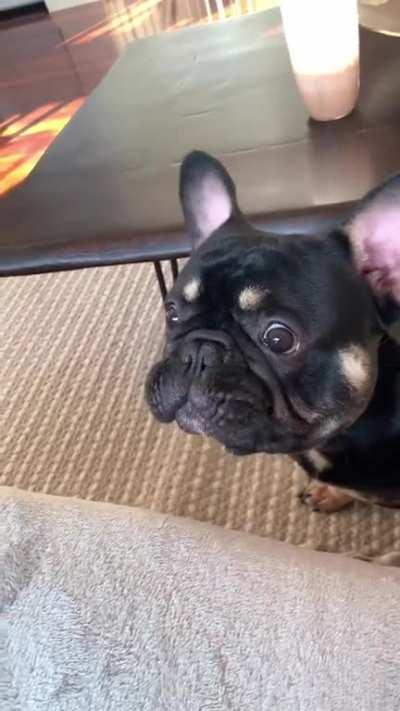 Canine Cannon (companion): Shoots elemental orbs, 25% chance of friendly fire