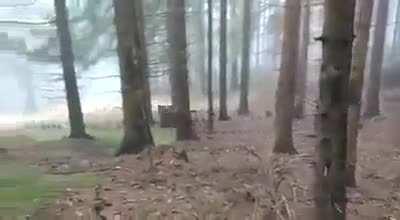 In the woods of Slovakia