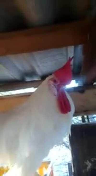 Getting back at the rooster.