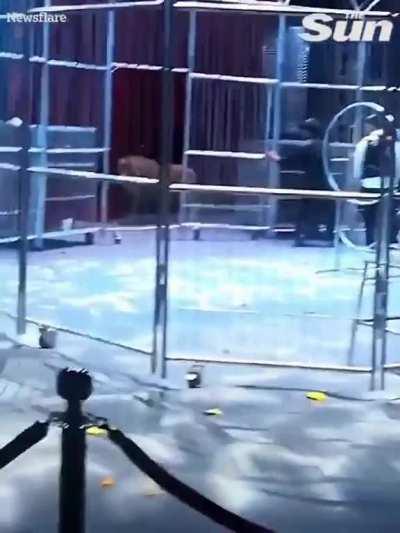 People run for their lives as two lions escape circus show in China