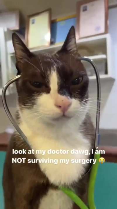 Dr. Whiskers will see you now