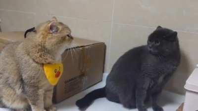 你瞅啥？ 瞅你咋地？！ 喵！喵！喵！～