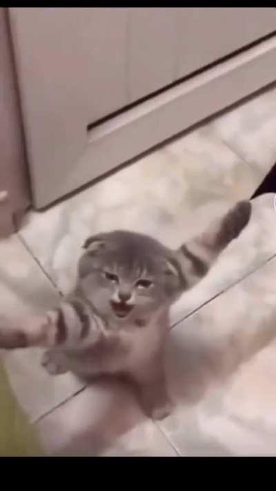 Estoy cansado jefe😿