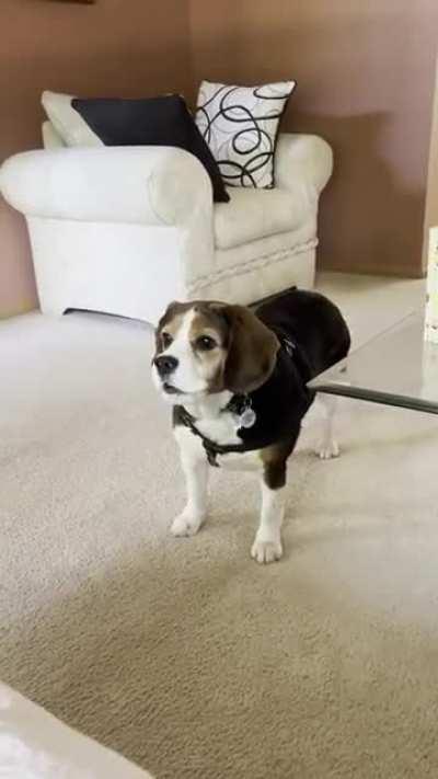 Attention peasants, your king has an announcement