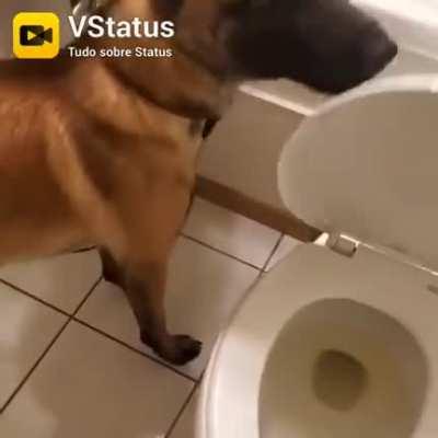 Os cachorros estão cada vez mais inteligentes