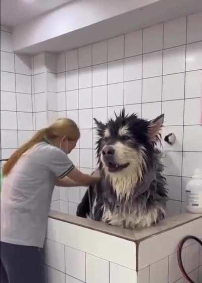 Huge and talkative beast