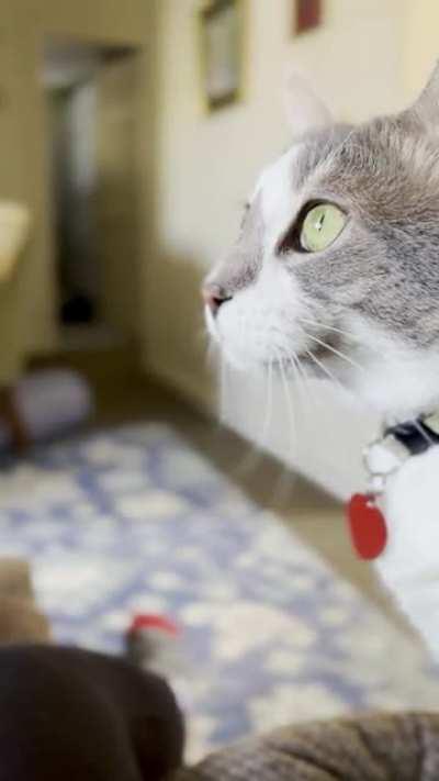 He loves to tell me that the squirrels got into the bird feeder 🐱🍁