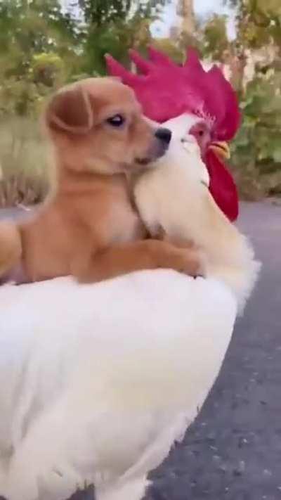 Chicken Rico and Colonel Ruffs in Bounty be like