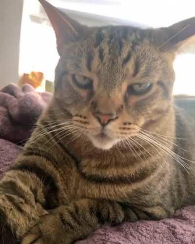 Not today silly hooman!