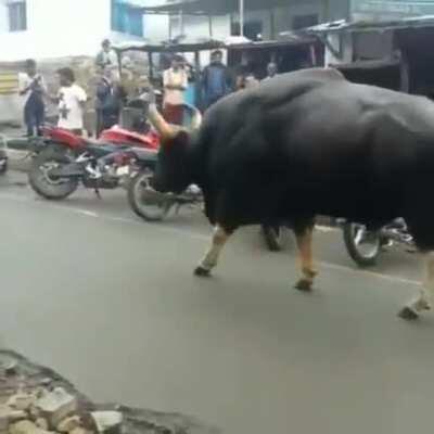 This wild Indian Bison casually roaming the streets.