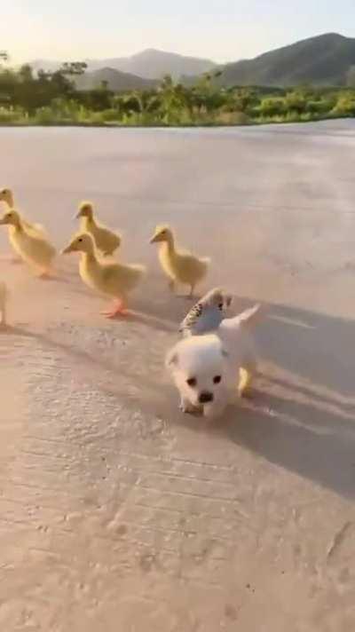 Why can’t the world be this carefree