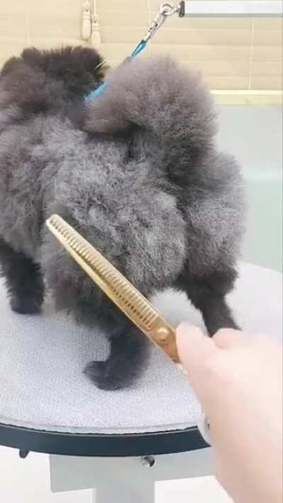 blursed_dog grooming