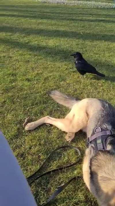 Meet Hank, the crow in our local park. You could say he's getting comfortable with our dog.