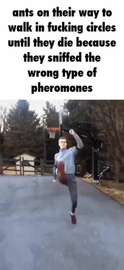 stupif fucking dumbass ants fucking dumb stupd ants dumbass ands