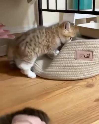 One day she'll be a ferocious huntress, but today she's just an idiot