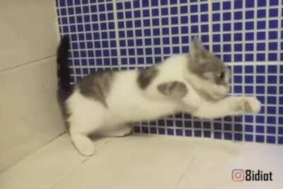 Cat Ignoring Gravity