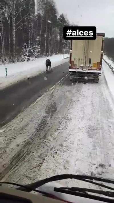 A moose-vehicle collision can happen in the blink of an eye