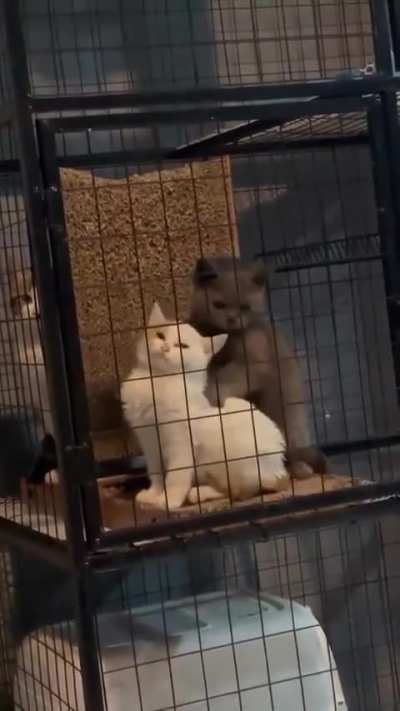 You seem to be holding a lot of tension in your upper biscuit area