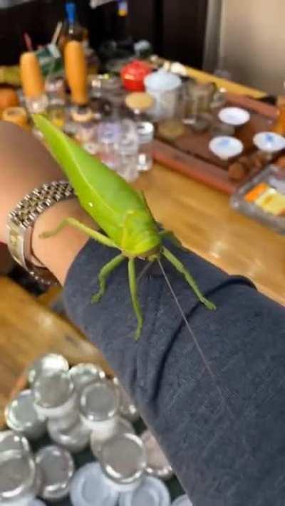 Never seen this thing before