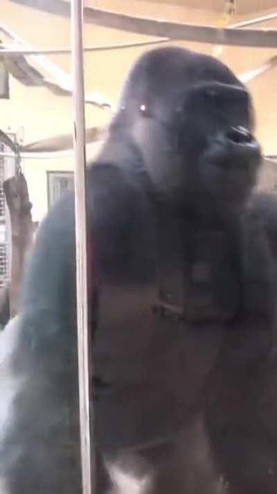The way this gorilla slides up to the glass