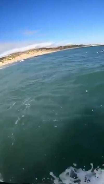 A surfer mistakes a dolphin for a shark