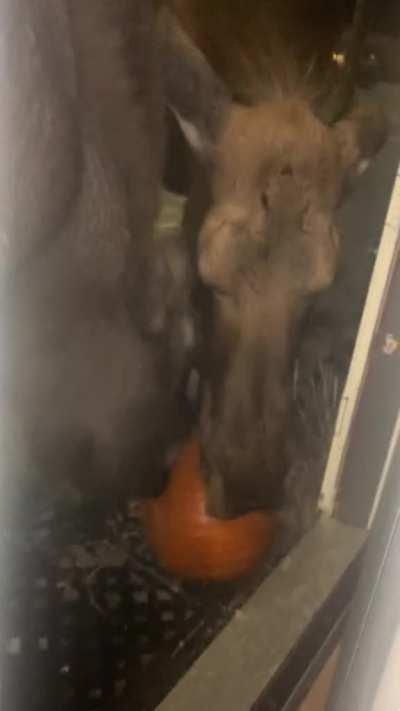 Two moose fighting over an Alaskan resident's Halloween pumpkin
