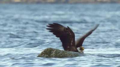 🔥 Bald Eagle battles the peak of evolution.