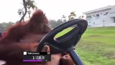 Just a monkey on its way to miamy venice beach in kansas north oregon