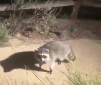 Pq eu to rindo desse video