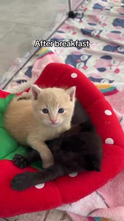 I'm exactly the same before every meal