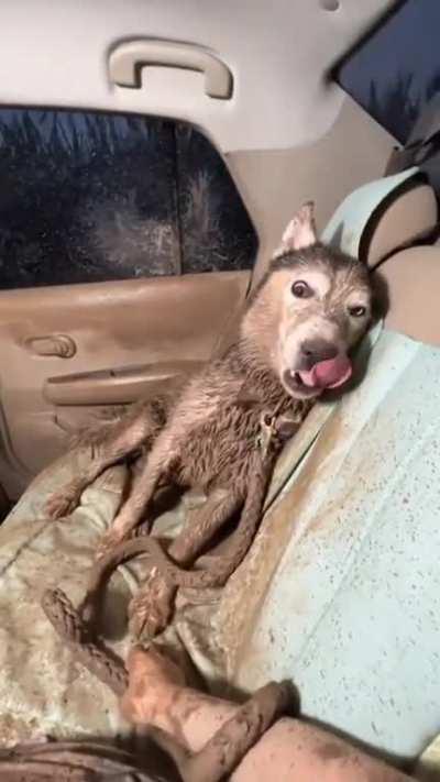 Dogs gonna Dog I guess...