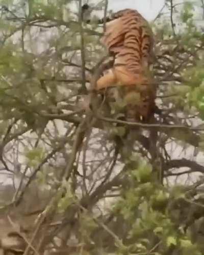 one hungry tiger